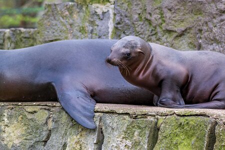 Water creature sea animal meeresbewohner photo