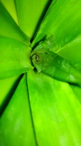 Green plant pineapple