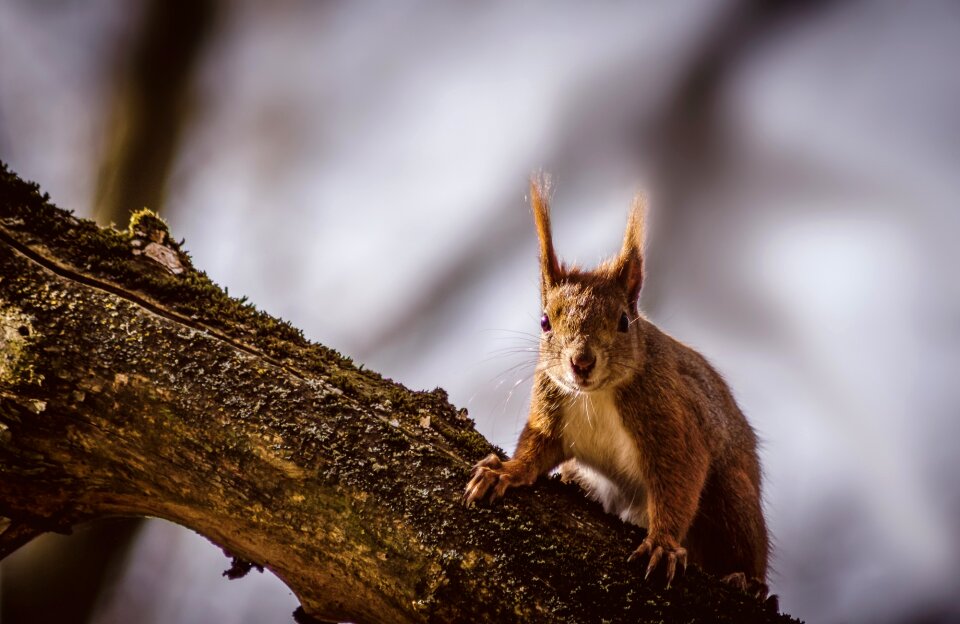 Rodent forest forest animals