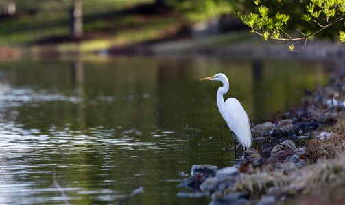 Wildlife beak lake