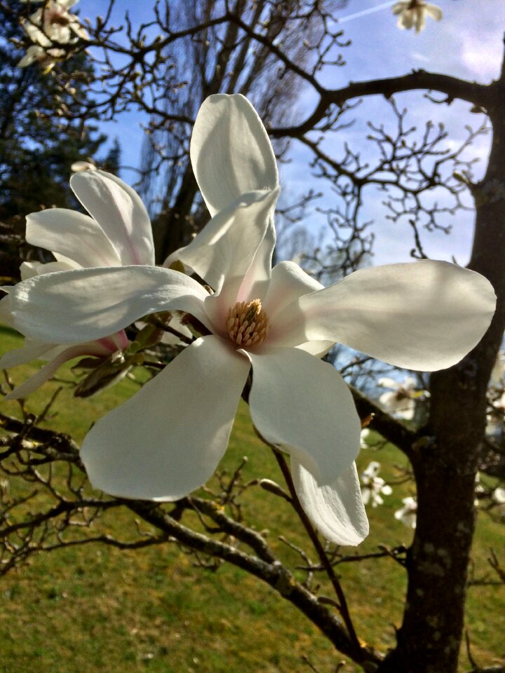 Full bloom bush beautiful