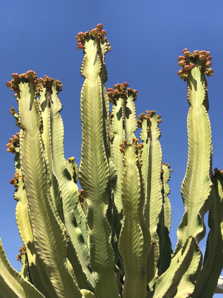 Nature plant flower