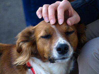 Dog stroking love photo