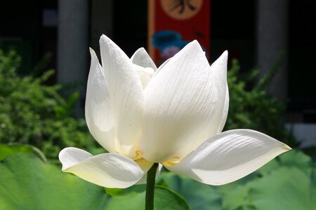 Lotus plant flower