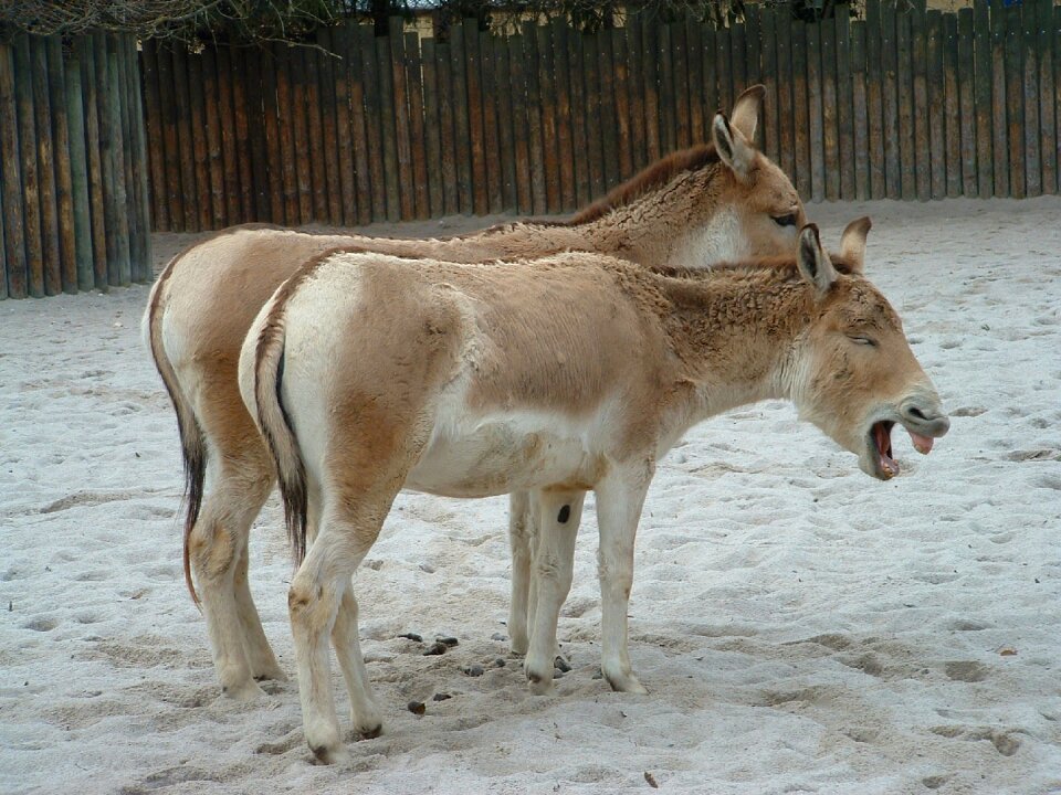 Animals funny photo zoo