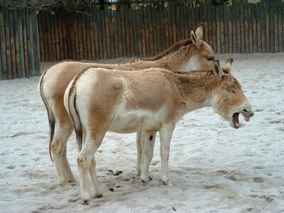 Animals funny photo zoo