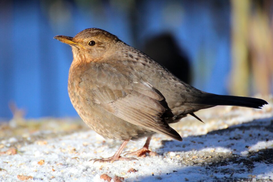 Songbird nature animal