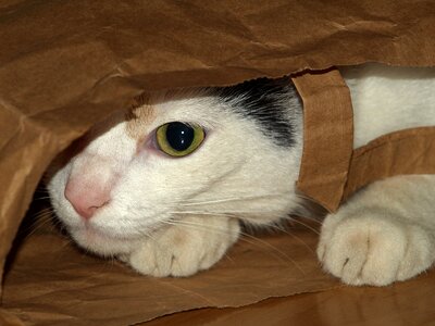 Cat bag shelter