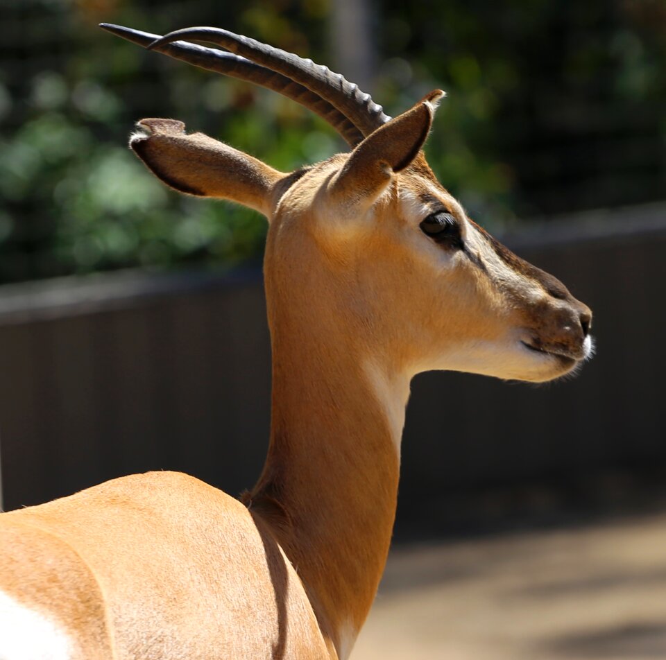 Zoo tragelaphus oryx