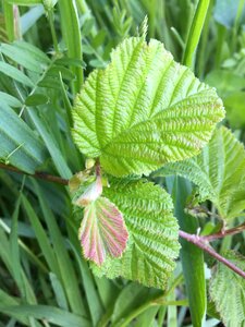 Leaf plant fresh photo