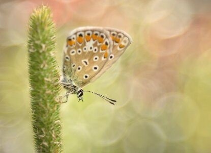 Butterflies blue restharrow's blue photo