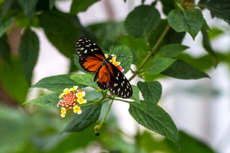 Flight insect flying insect photo