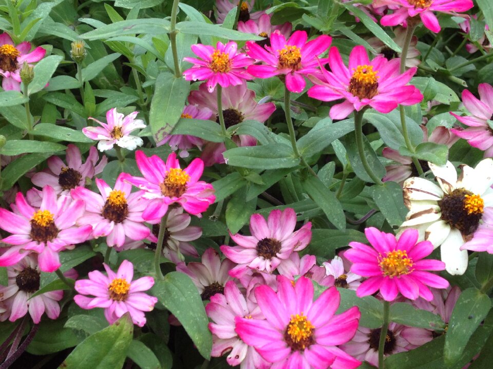 Pink flowers floral plant