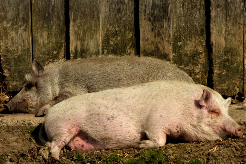 Mammal happy pig snuggle