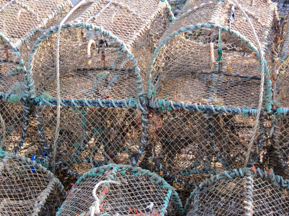 Seafood crab fish