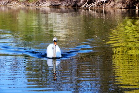 Rhine river animal mute swan photo