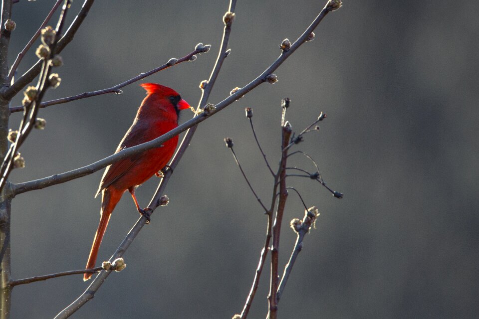 Nature wildlife wild