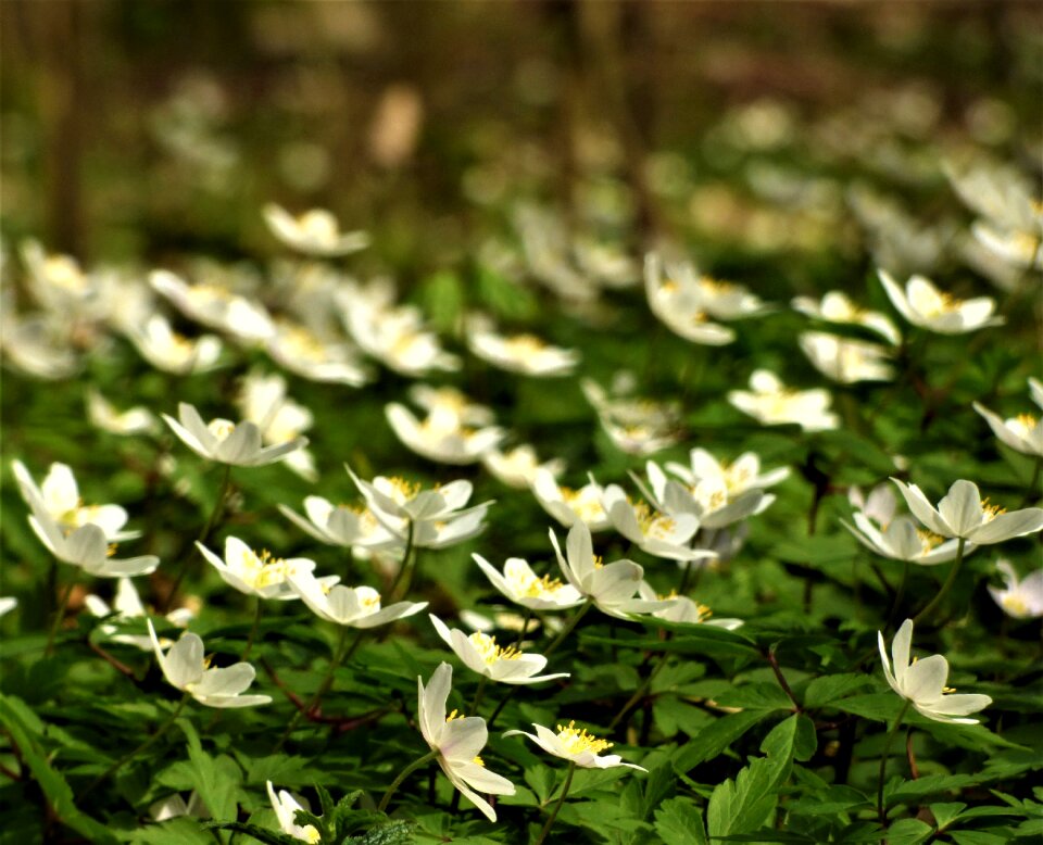 Wood anemone background forest flower