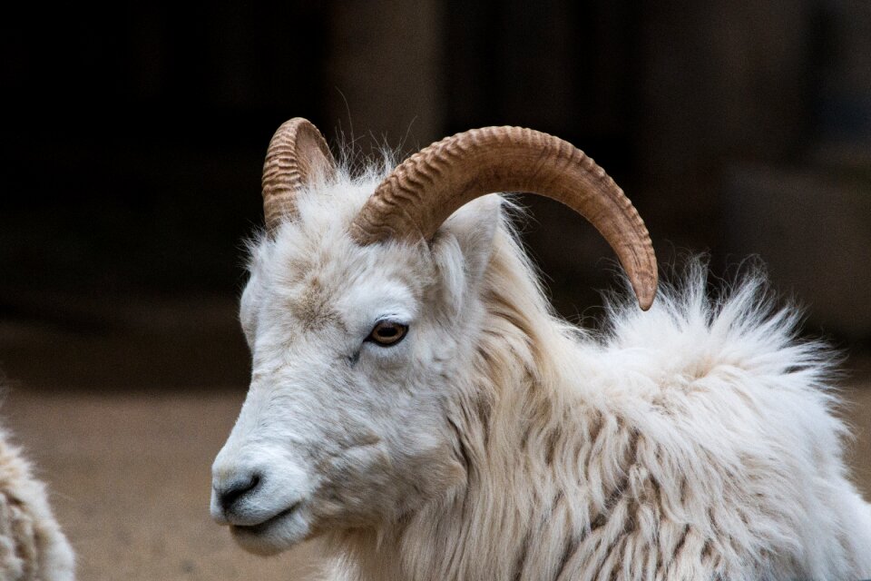 Alaska sheep winter coat