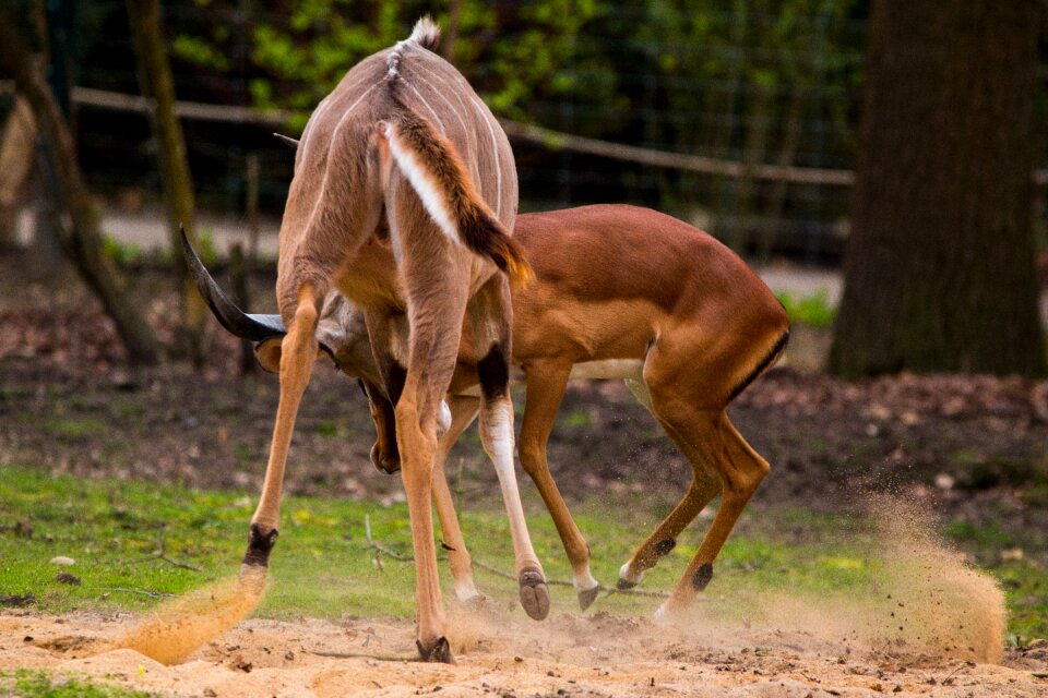 Kudu antler african