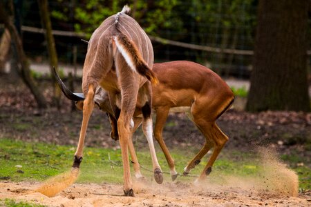 Kudu antler african