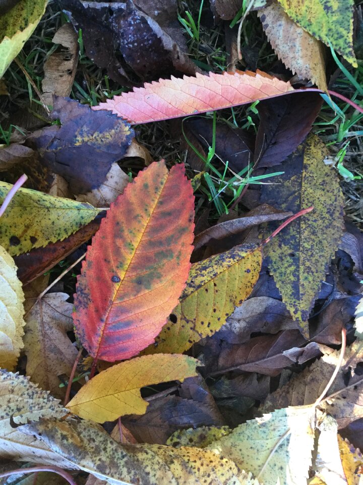 Forest floor ecology