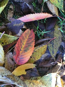 Forest floor ecology photo