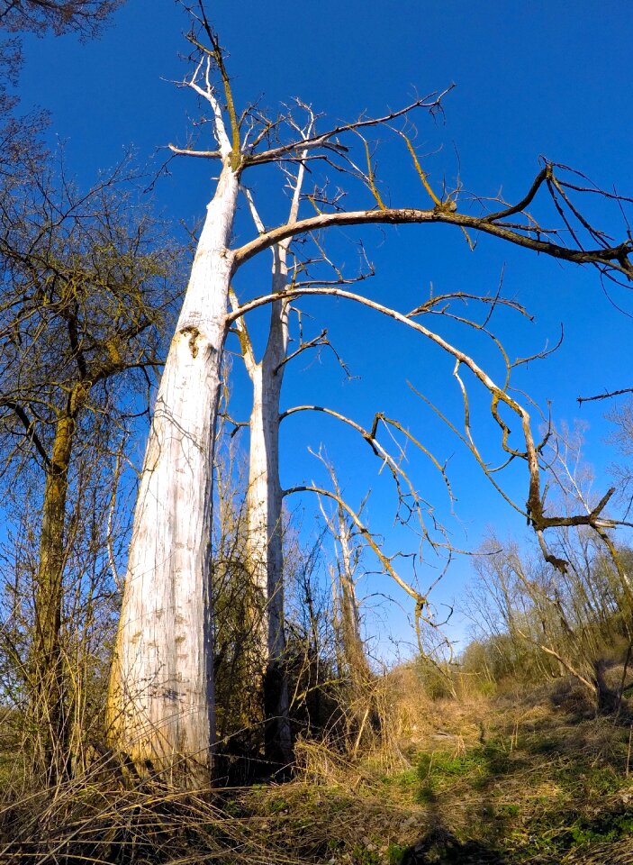 Old tree forest wood