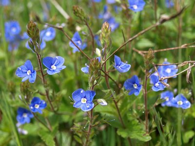 Flower blue meadow photo