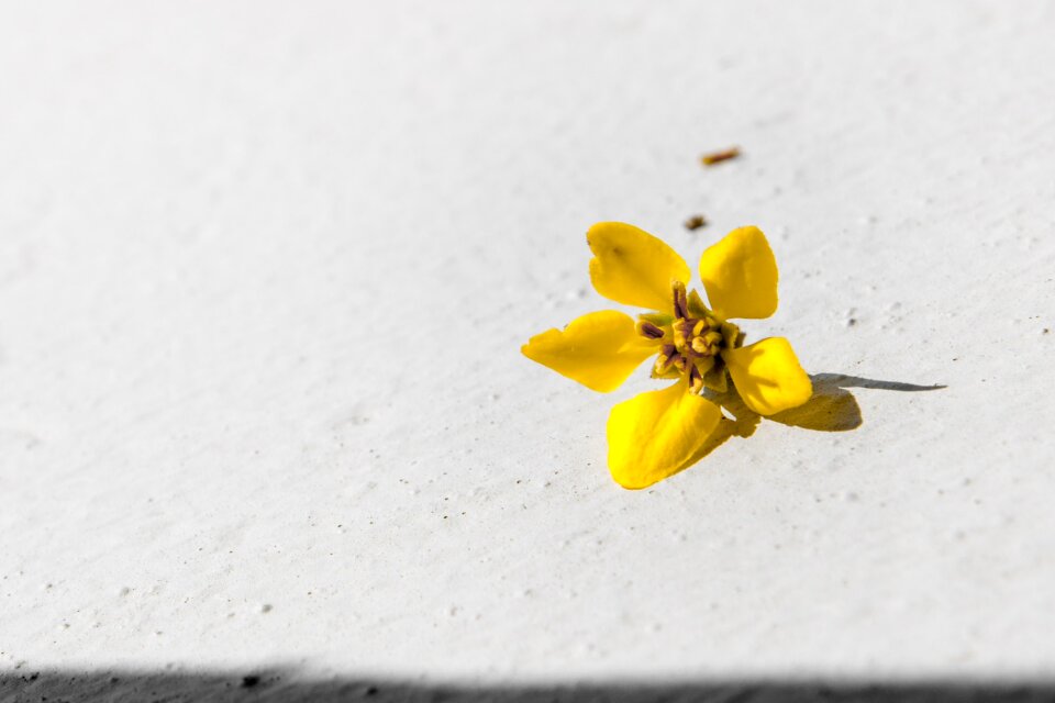 Black white petal