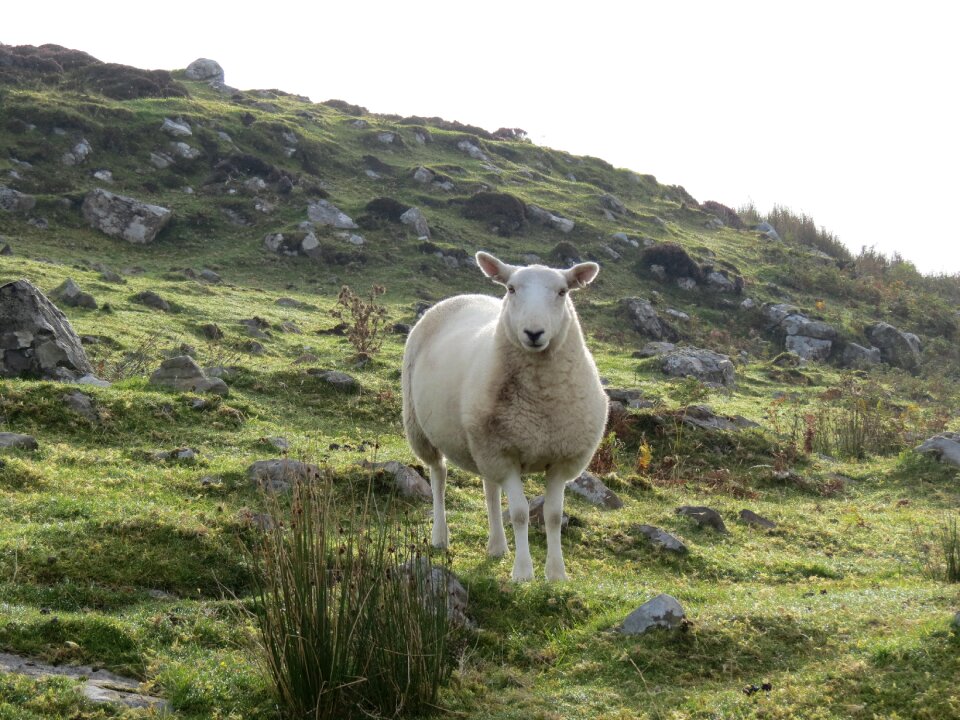 Animal mammal nature