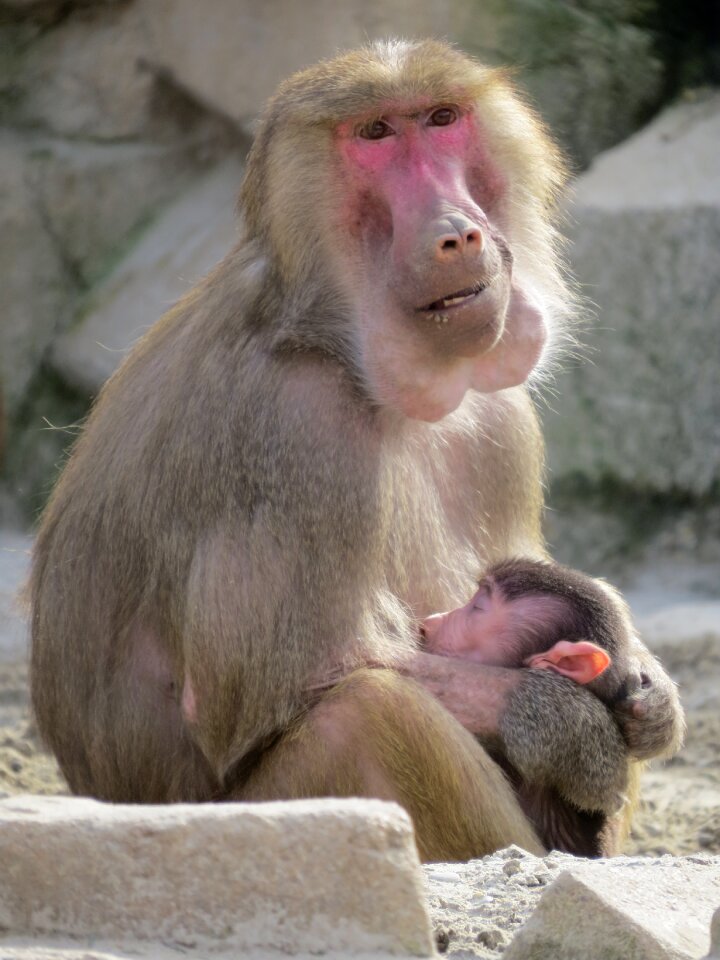 Young baby animals