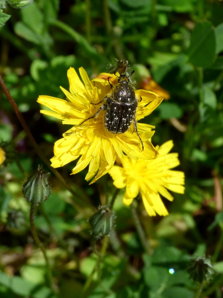 Dandelion oxythyrea funesta coleoptera