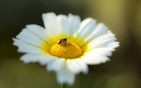 Nature spring honey