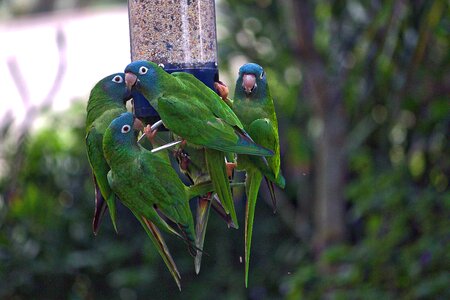 Bird feeder
