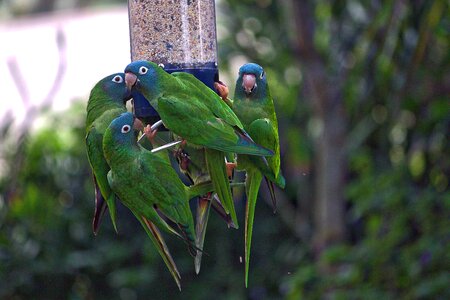 Bird feeder photo