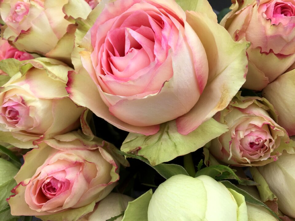 Love floral romance