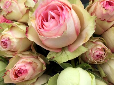 Love floral romance