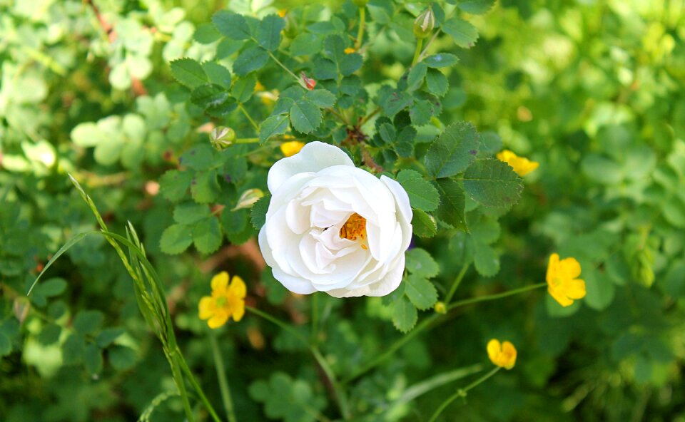 White rose garden summer