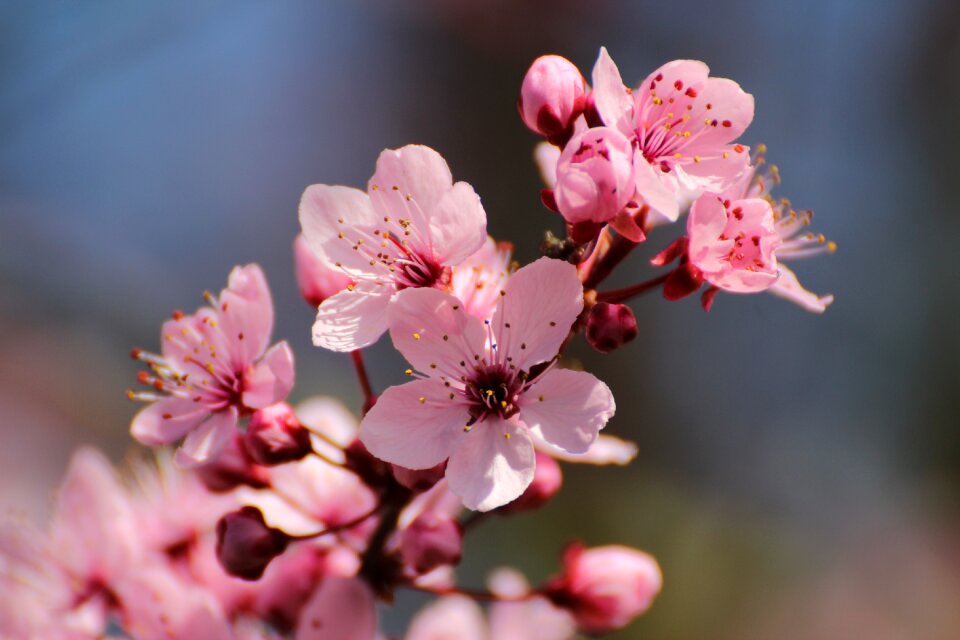 Tree bloom red leaf