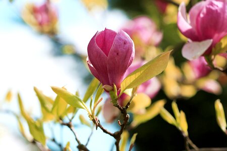 Magnolia branches flower buds magnolia flower photo