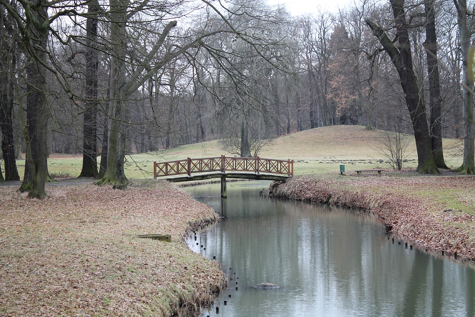 Forest landscape trees