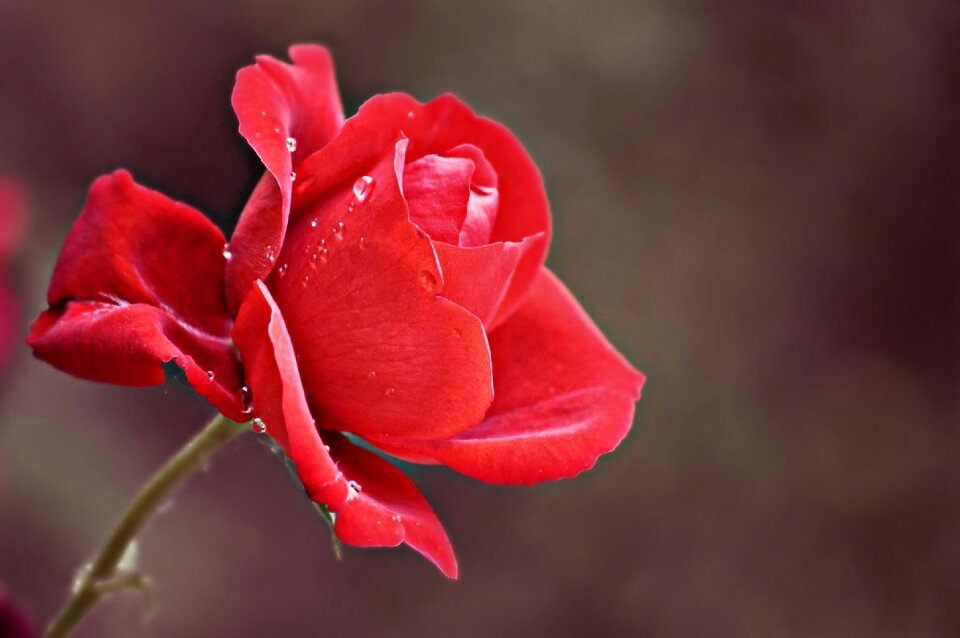 Rose rain drops after the rain
