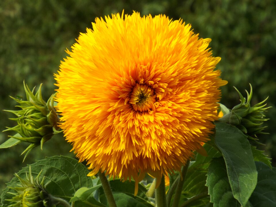 Sunflower nature close up