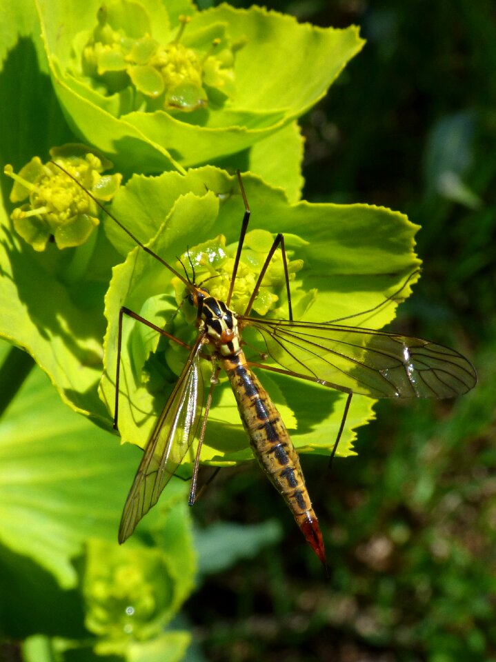 Tipulidae large mosquito insect