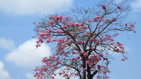 Blue sky cloud and tree