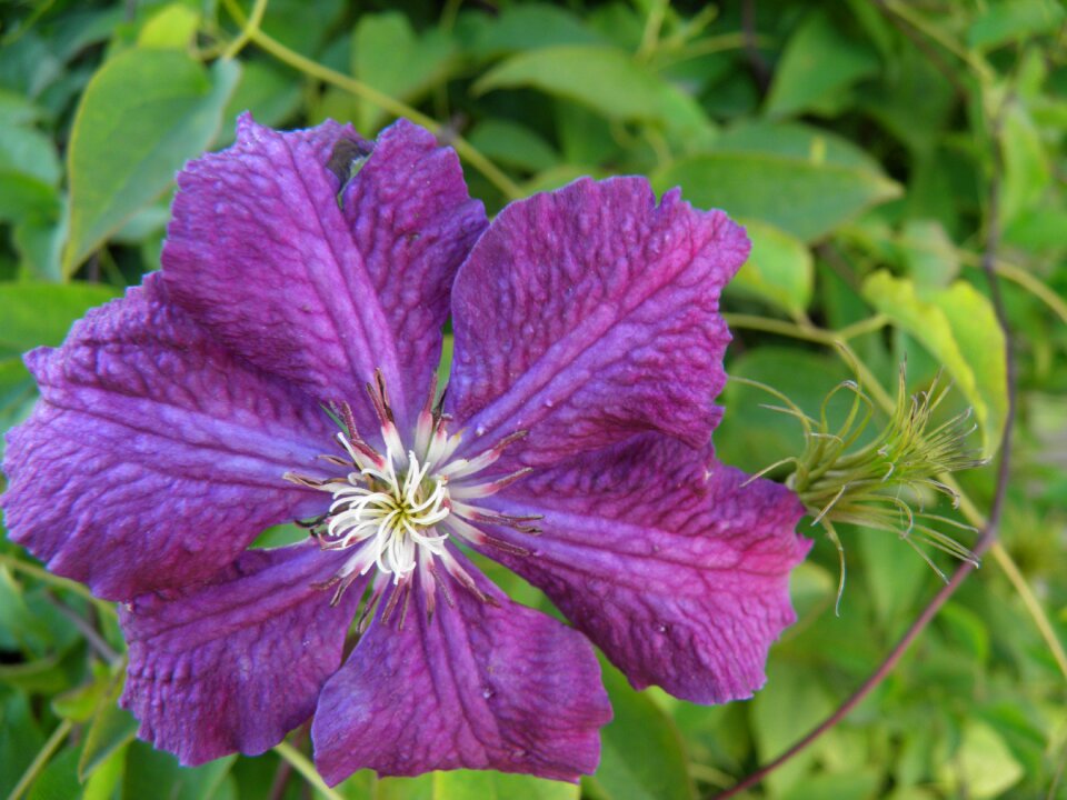 Dacha nature purple flower