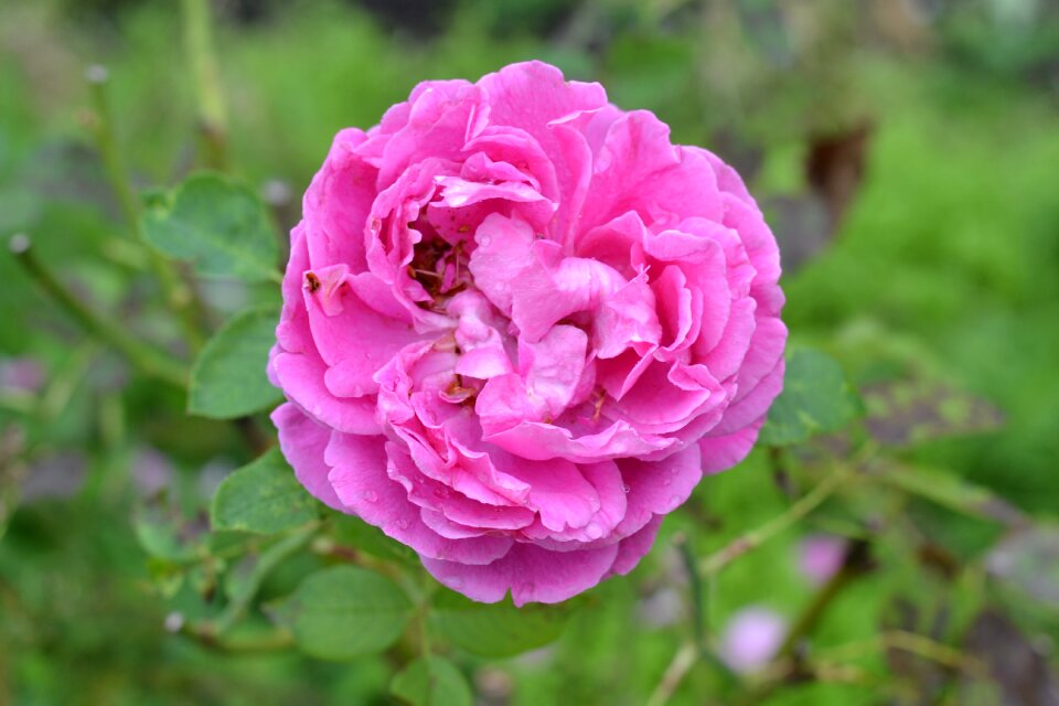 Flower heritage valentine
