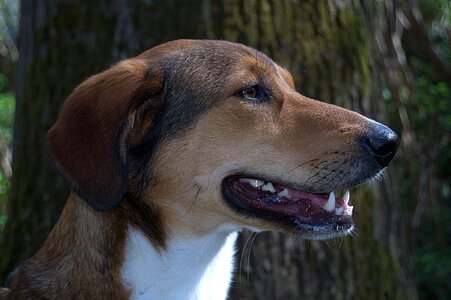 Hybrid mixed breed dog pet photo