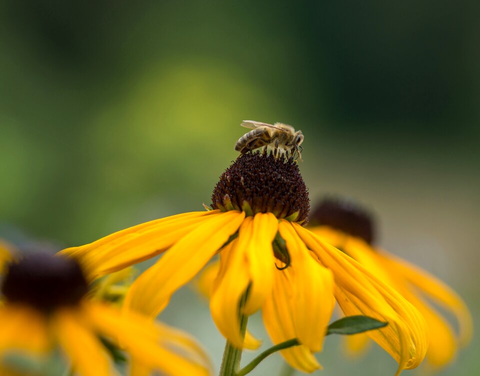 Yellow macro blossom